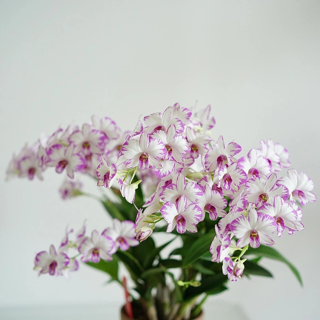 【泼墨】石斛兰室内绿植观赏盆栽花卉