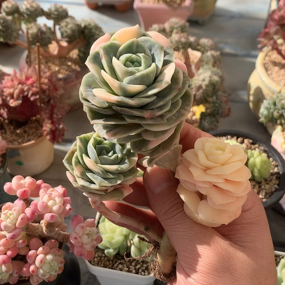 可爱玫瑰锦多肉一颗10.5厘米