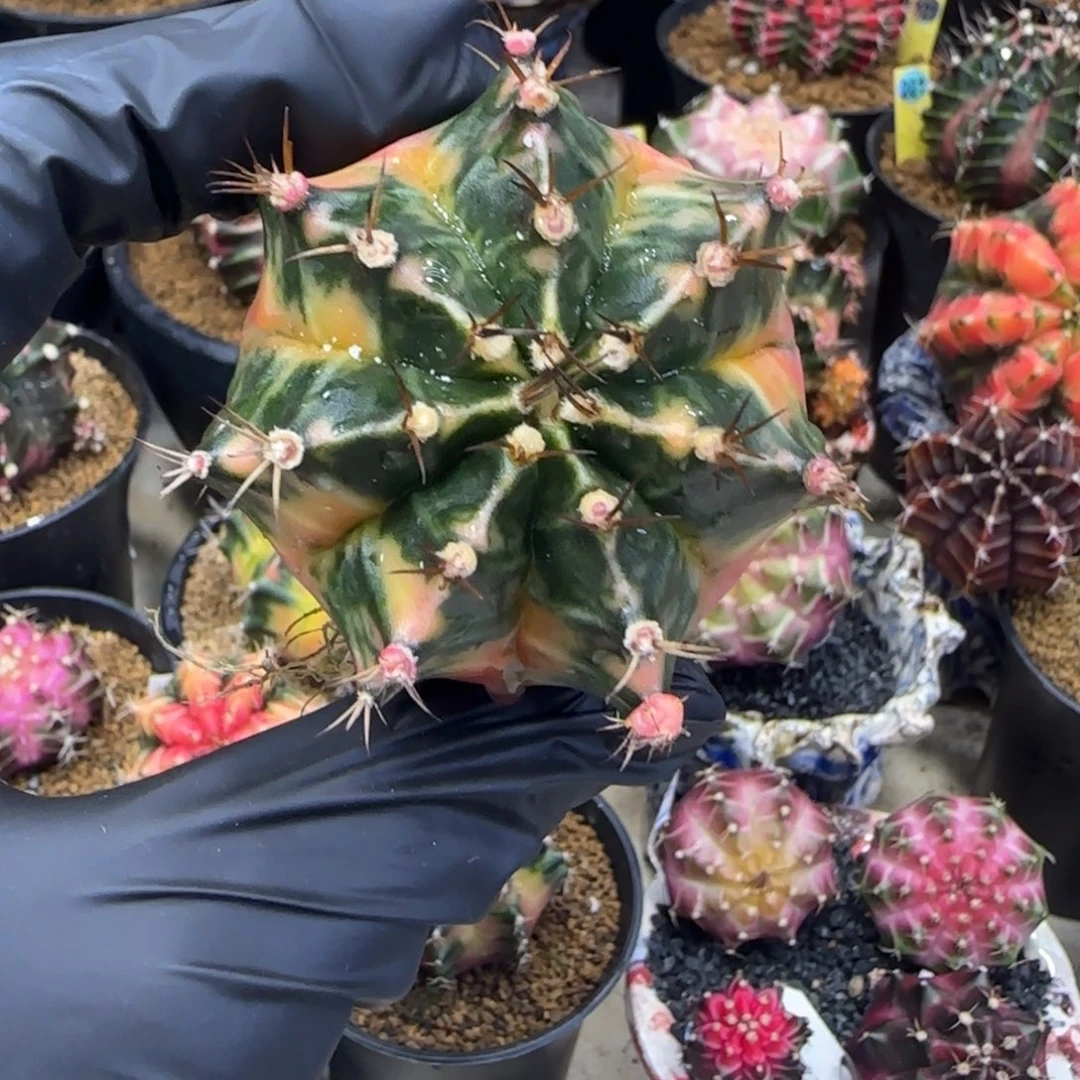 泰系名品侧芽戴安娜裸根发货