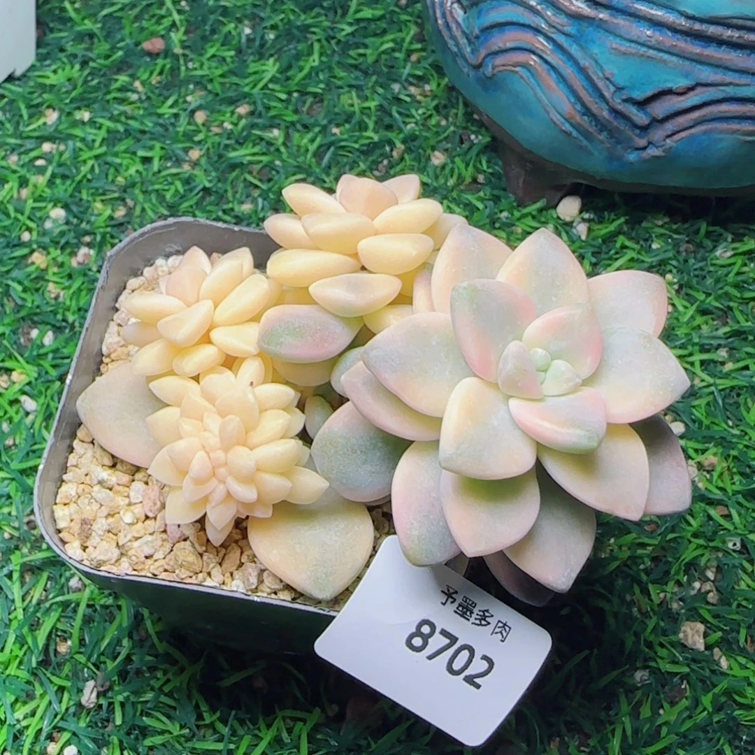 美杏锦缀化，8702多肉植物