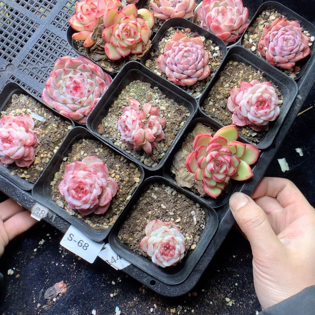 s***8无花朵S68。yyyyyyyyy