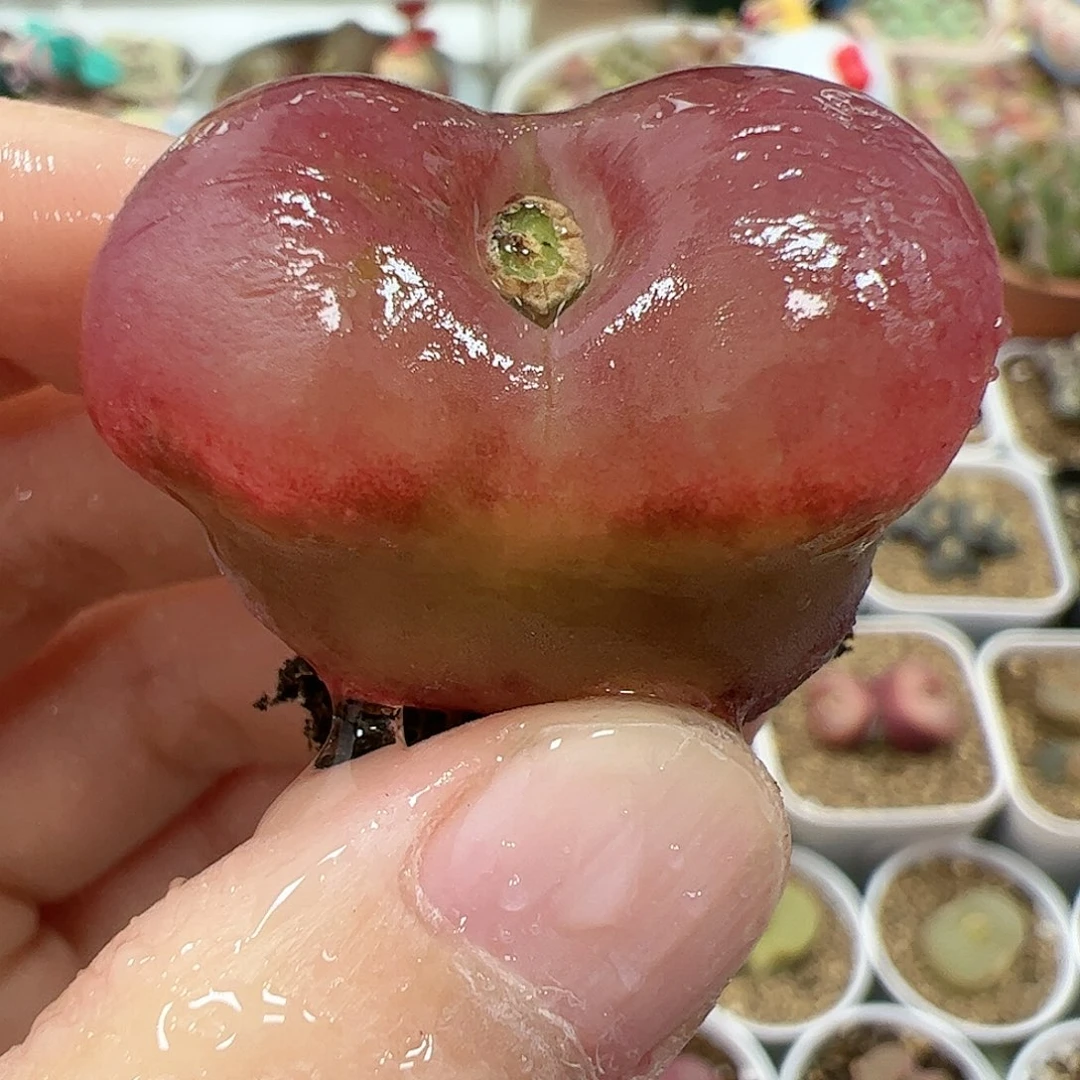 【闪购商品】288 大 超毛3.2cm