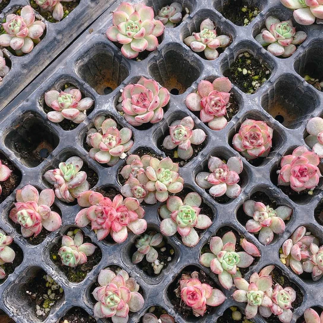 星光珍妮穴一个满25包邮