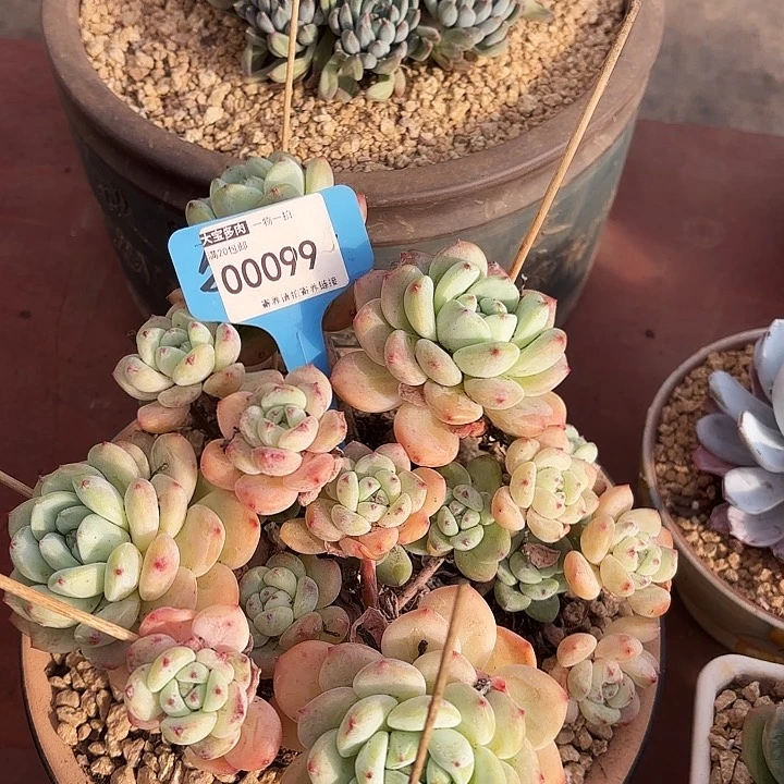 越*像香草的肉肉一物一拍