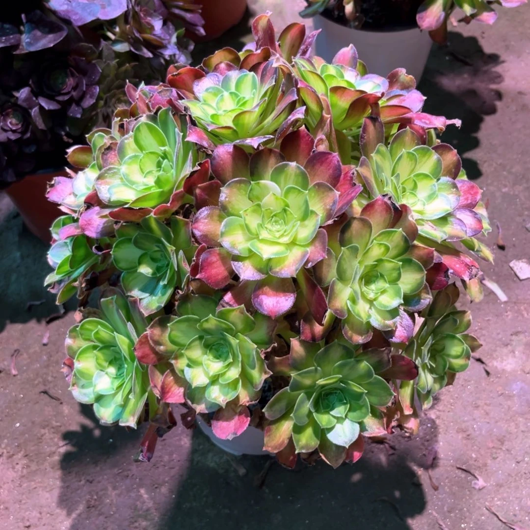 多肉植物韶华628