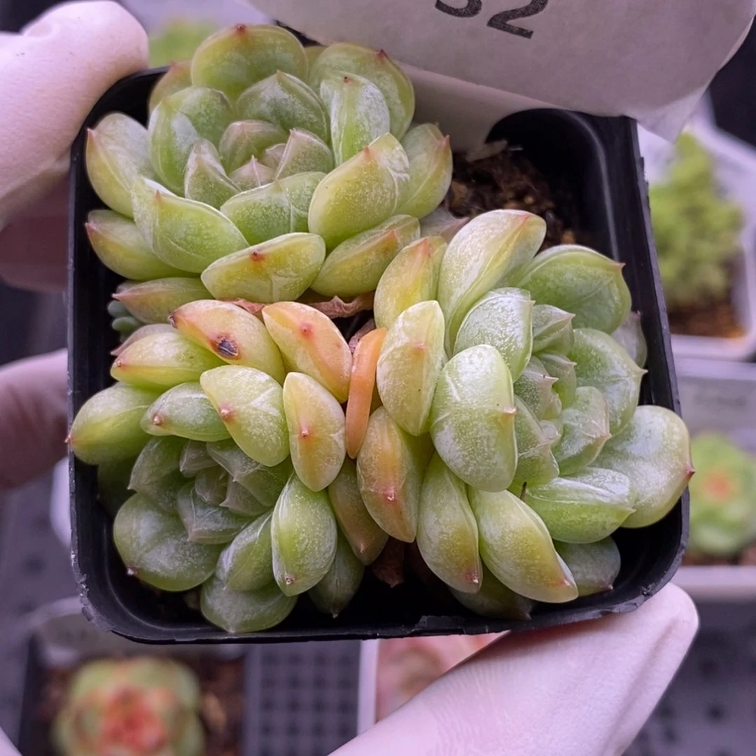 【闪购商品】10-132
