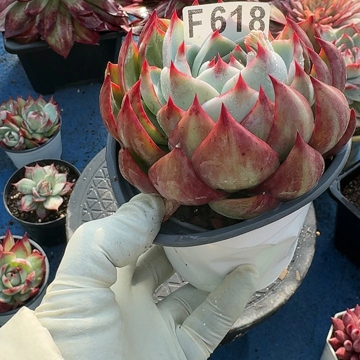 惊鸿惊鸿惊鸿 618............