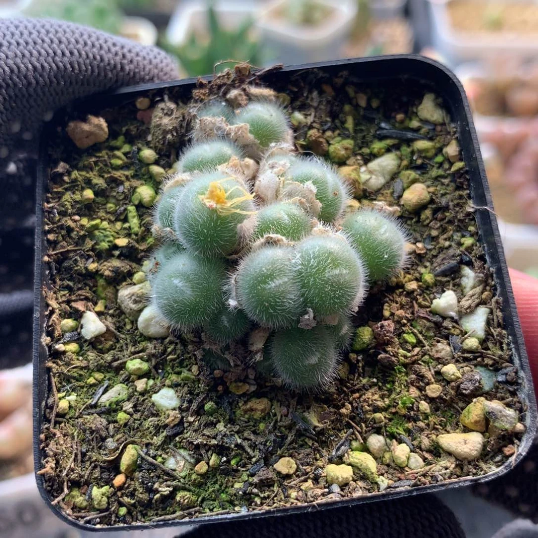 680紫毛球母本一颗