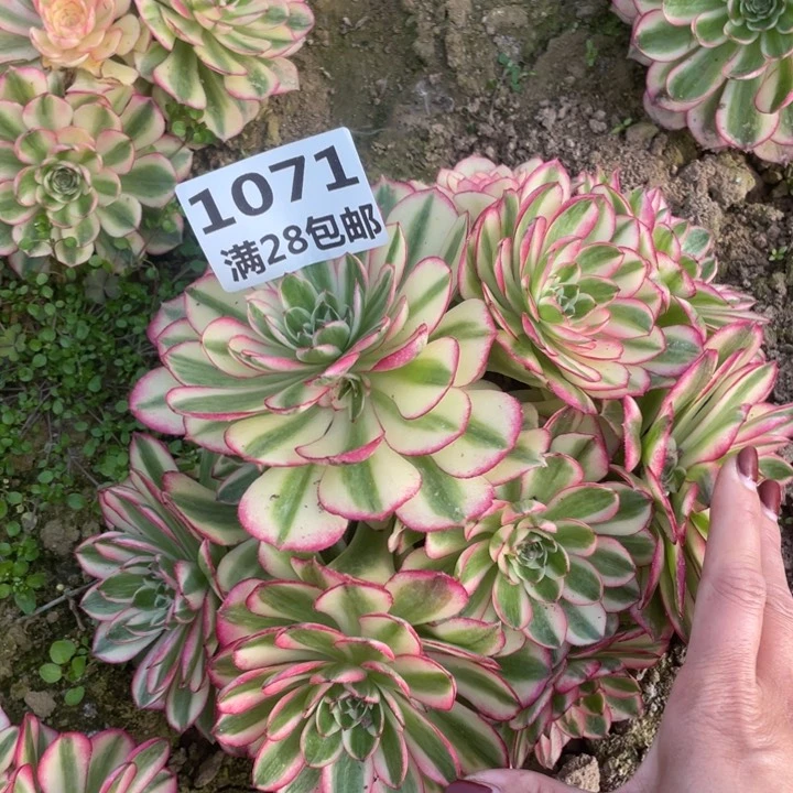 1071歪头倾城三号棚