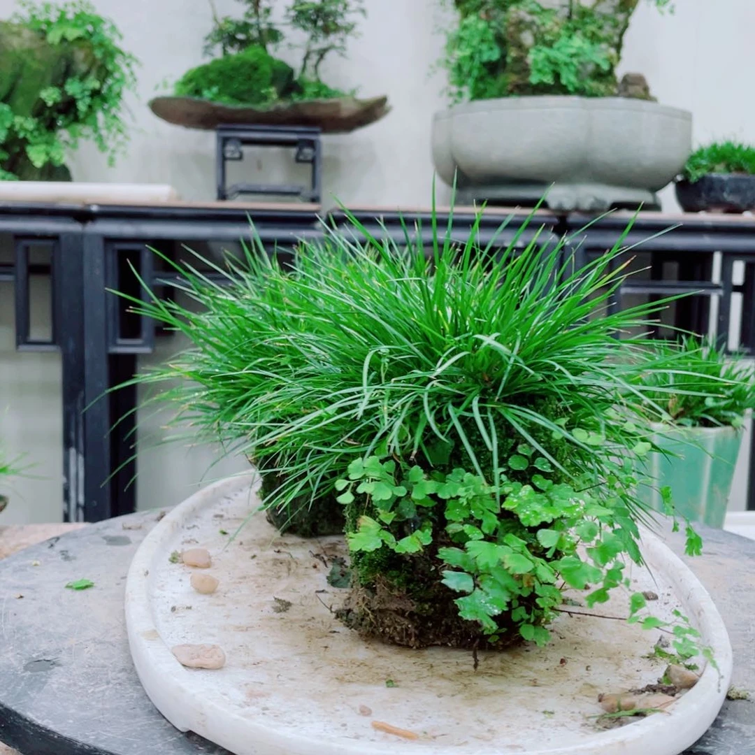 无铅玻璃破*铁线蕨的一种植物