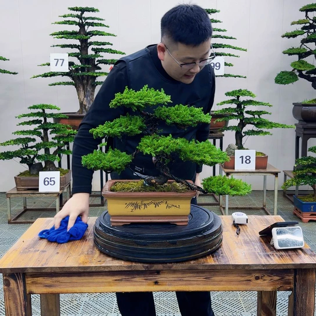 盆景柏树造型盆景