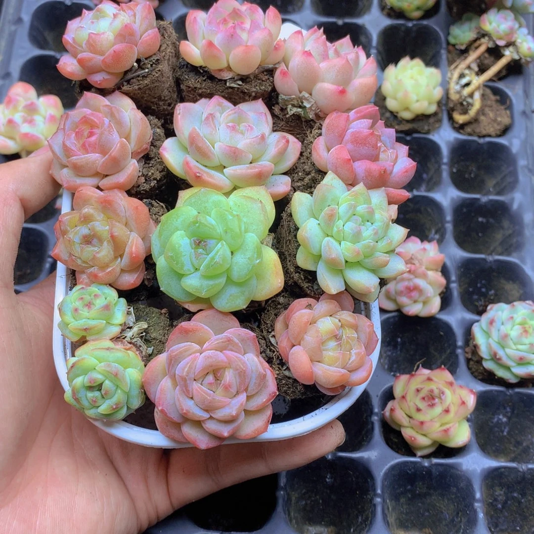 我要去看你了啊我的094