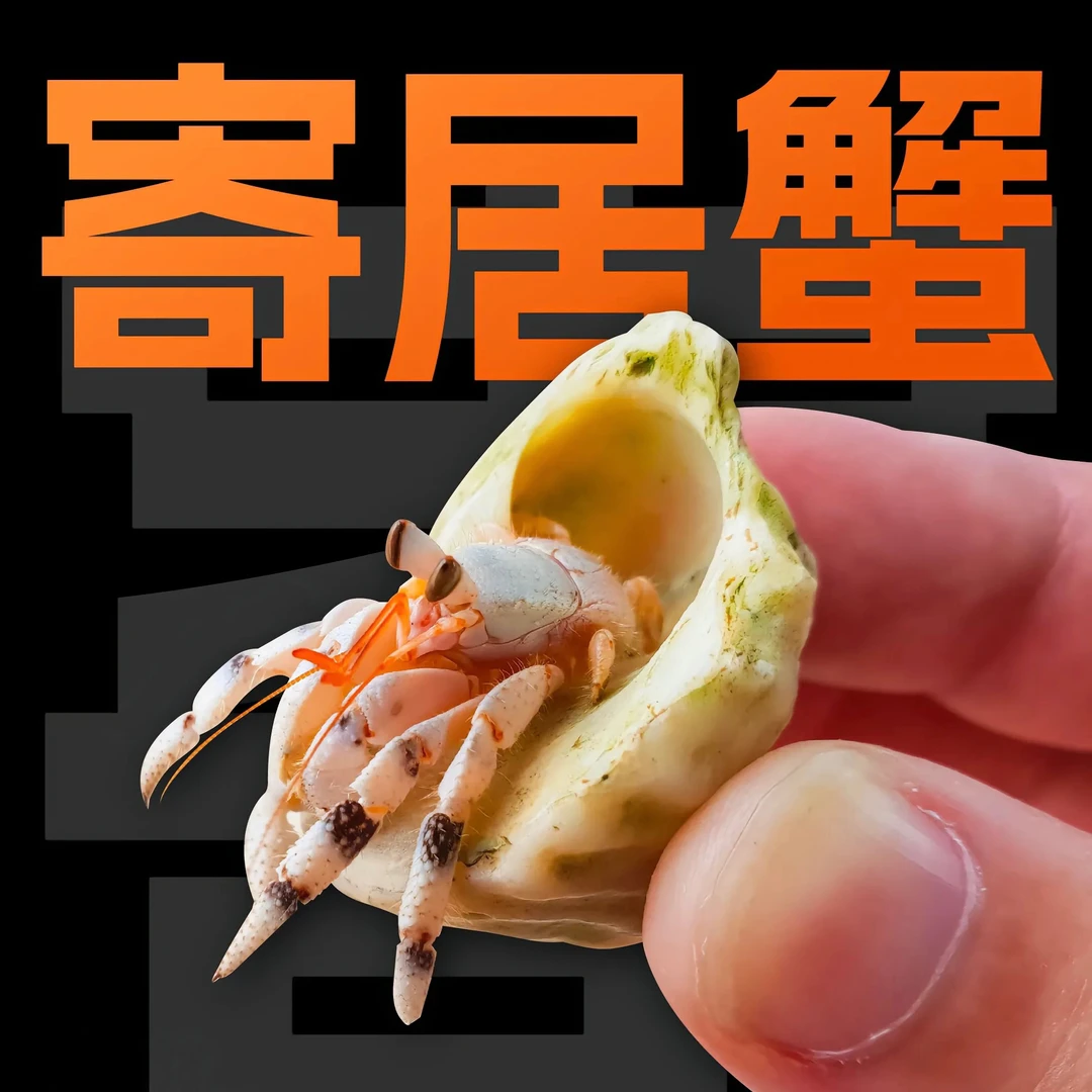 萌宠陆生寄居蟹直播间挑选