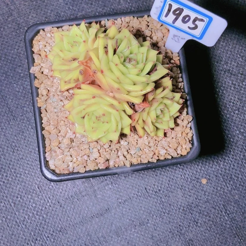 【闪购商品】桃*1905寄养