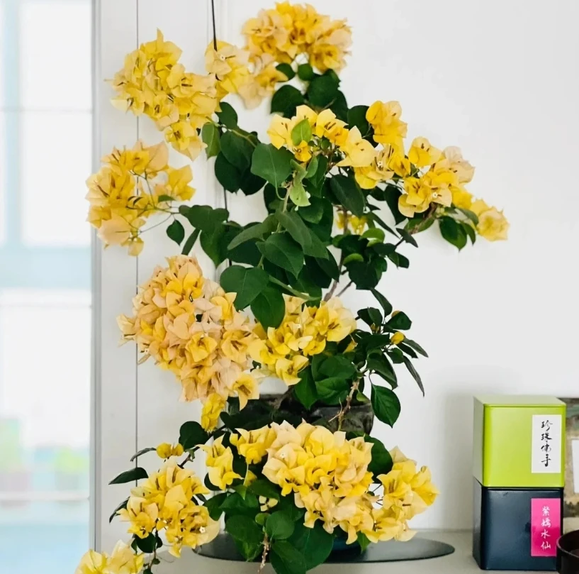 三角梅【柠檬黄】带叶带土带根不带植物花网红植物