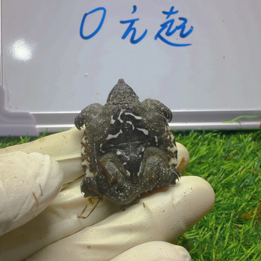 不分公母小鳄龟Bbb