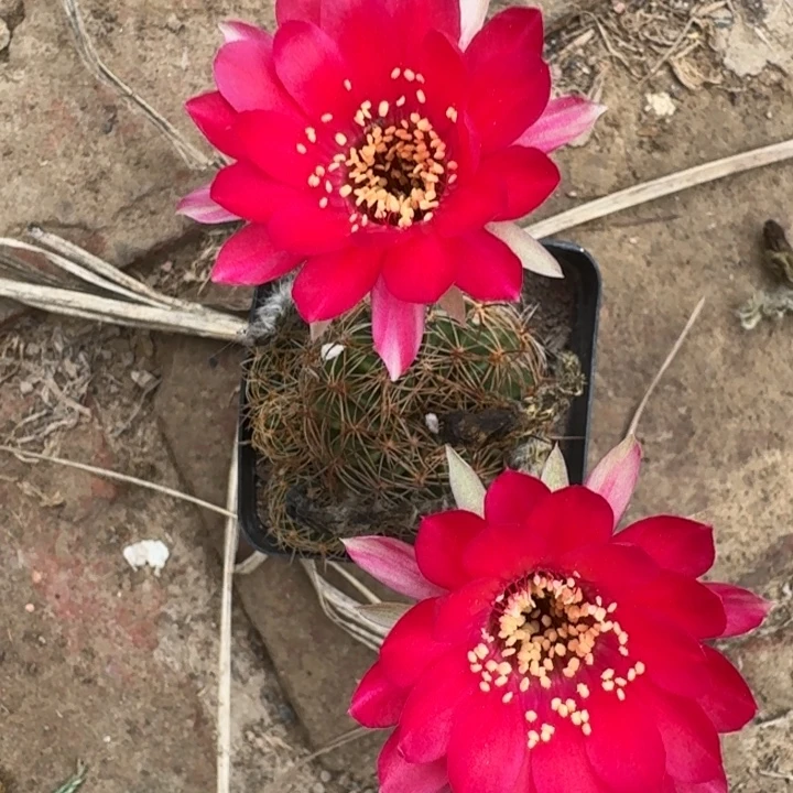 211丽花根掰花脱土发货瘦软