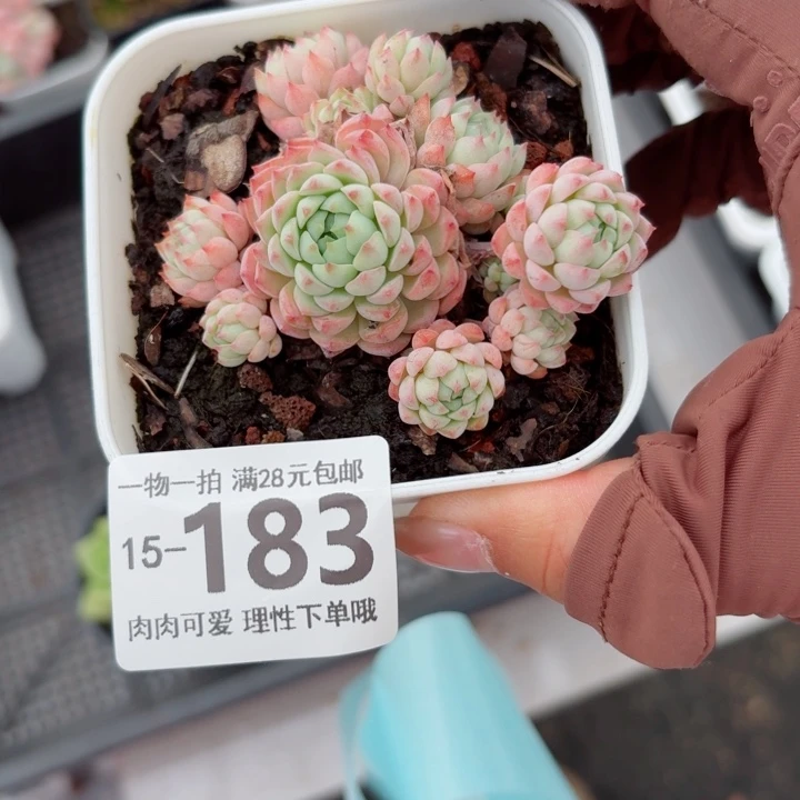 小粉梅无盆土发货多