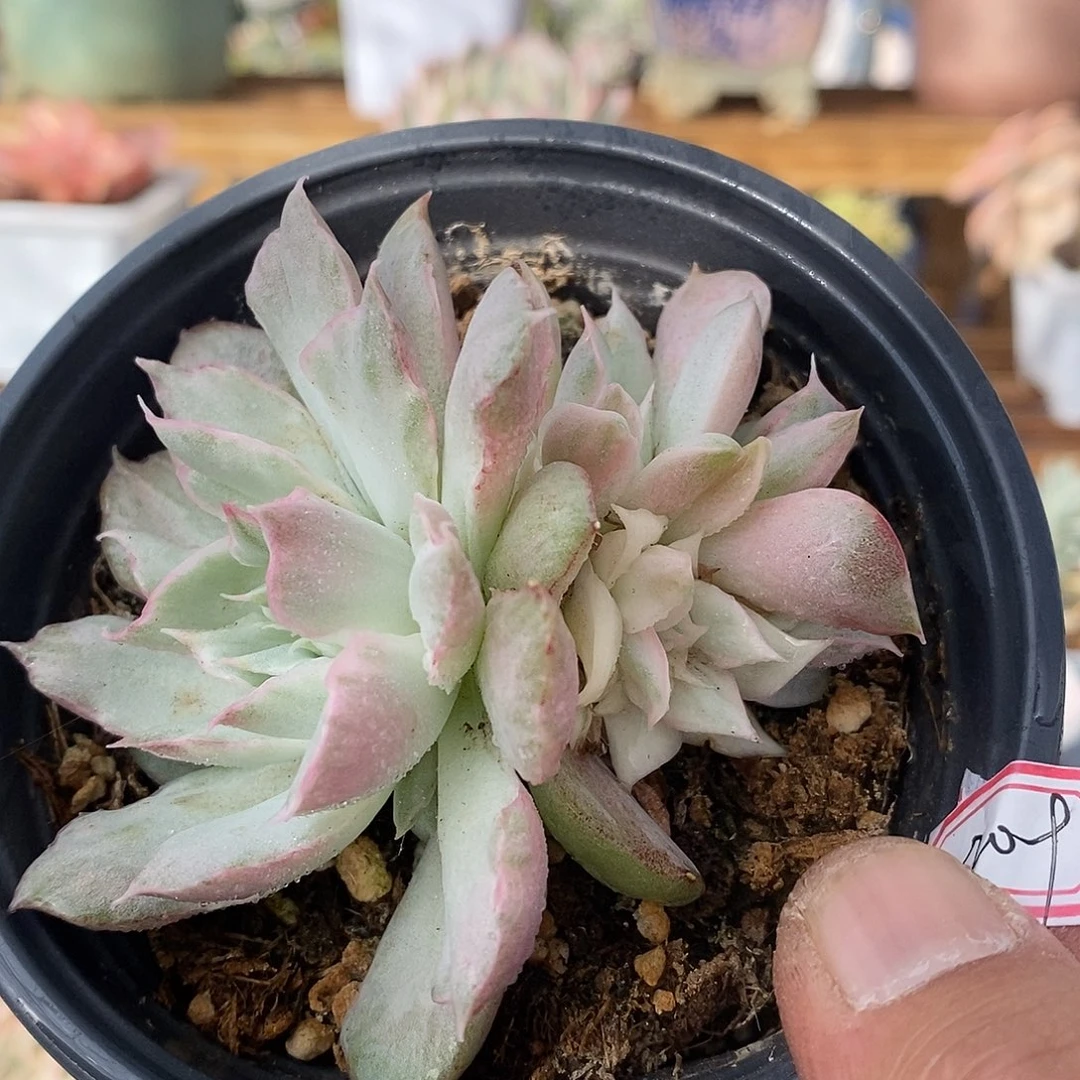 2709 宝莲灯锦 5 头群