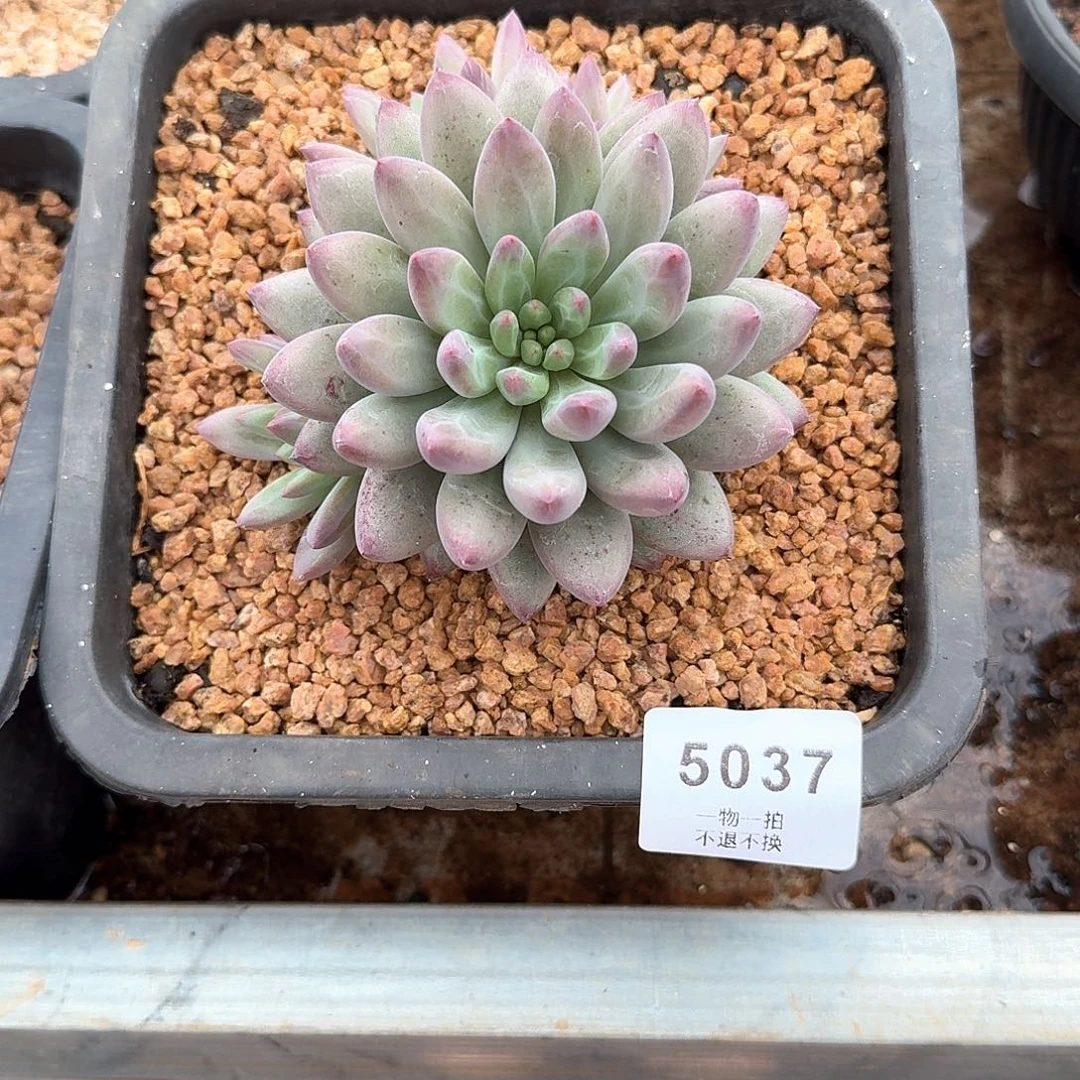 是*、5037绿体虞美人