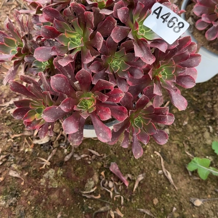 468 清棚处理不包断枝