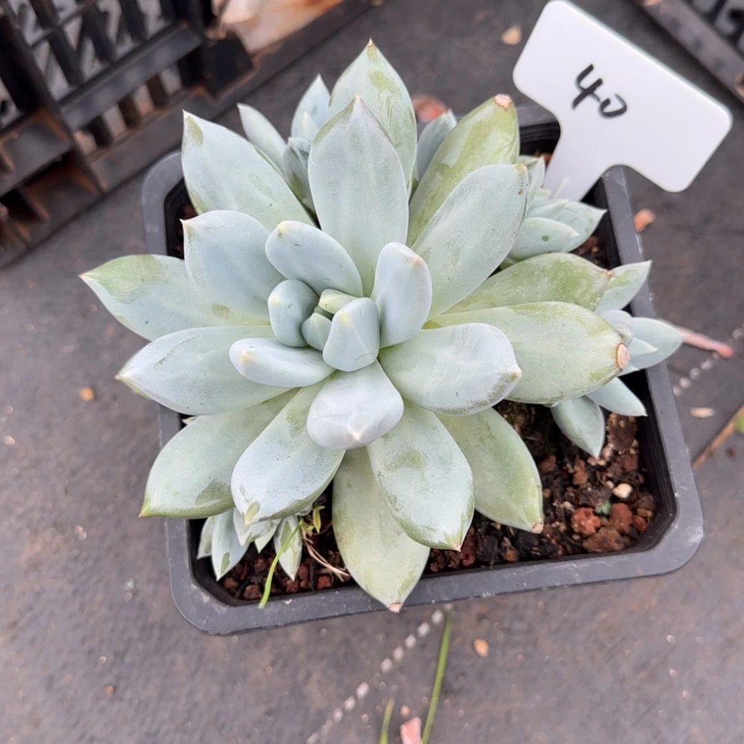 一物一拍伊丽莎白40