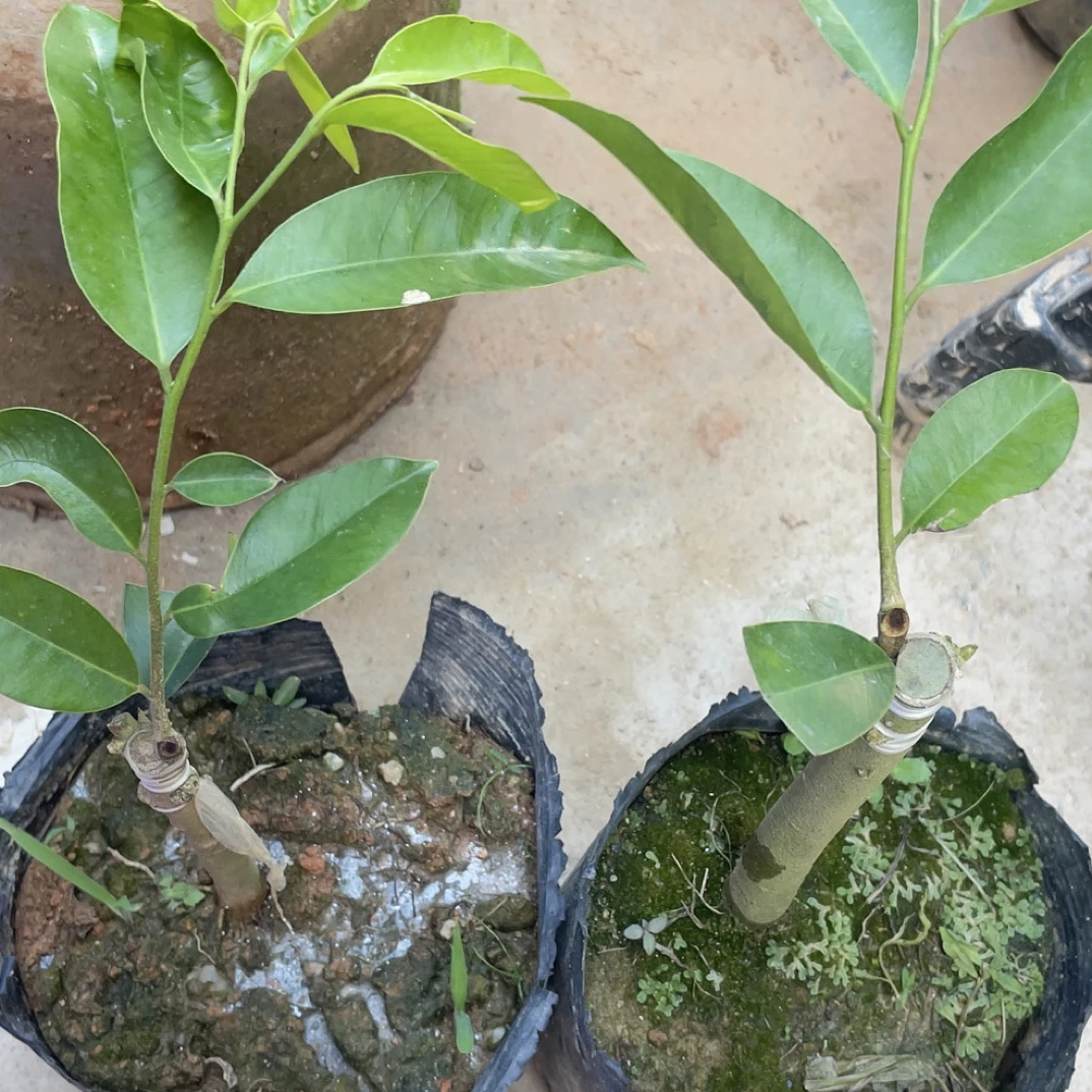 香脂1号(国香自然结香)