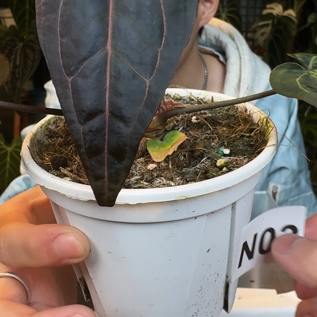 完全开放N03紫水晶杂卡拉