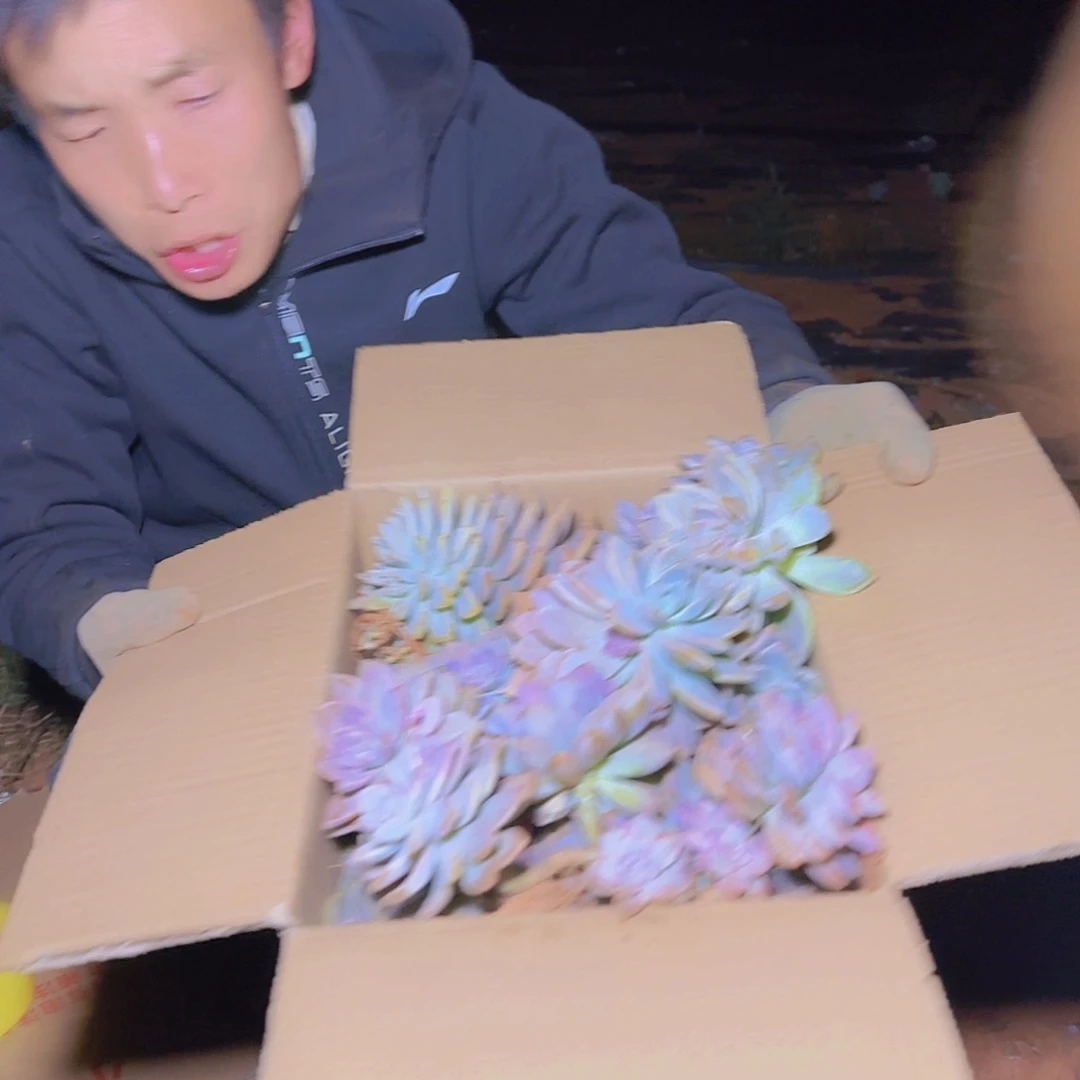 箱拍淡雪多肉轻微断肢不售后看好在拍