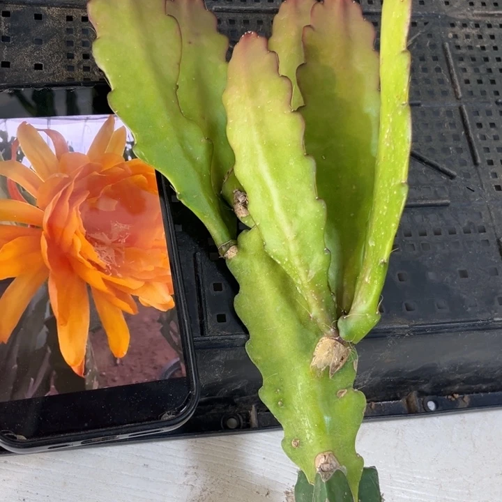 当前无花栽培后可以开花823