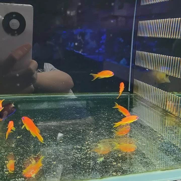 3条5厘米左右蓝眼宝石海金鱼