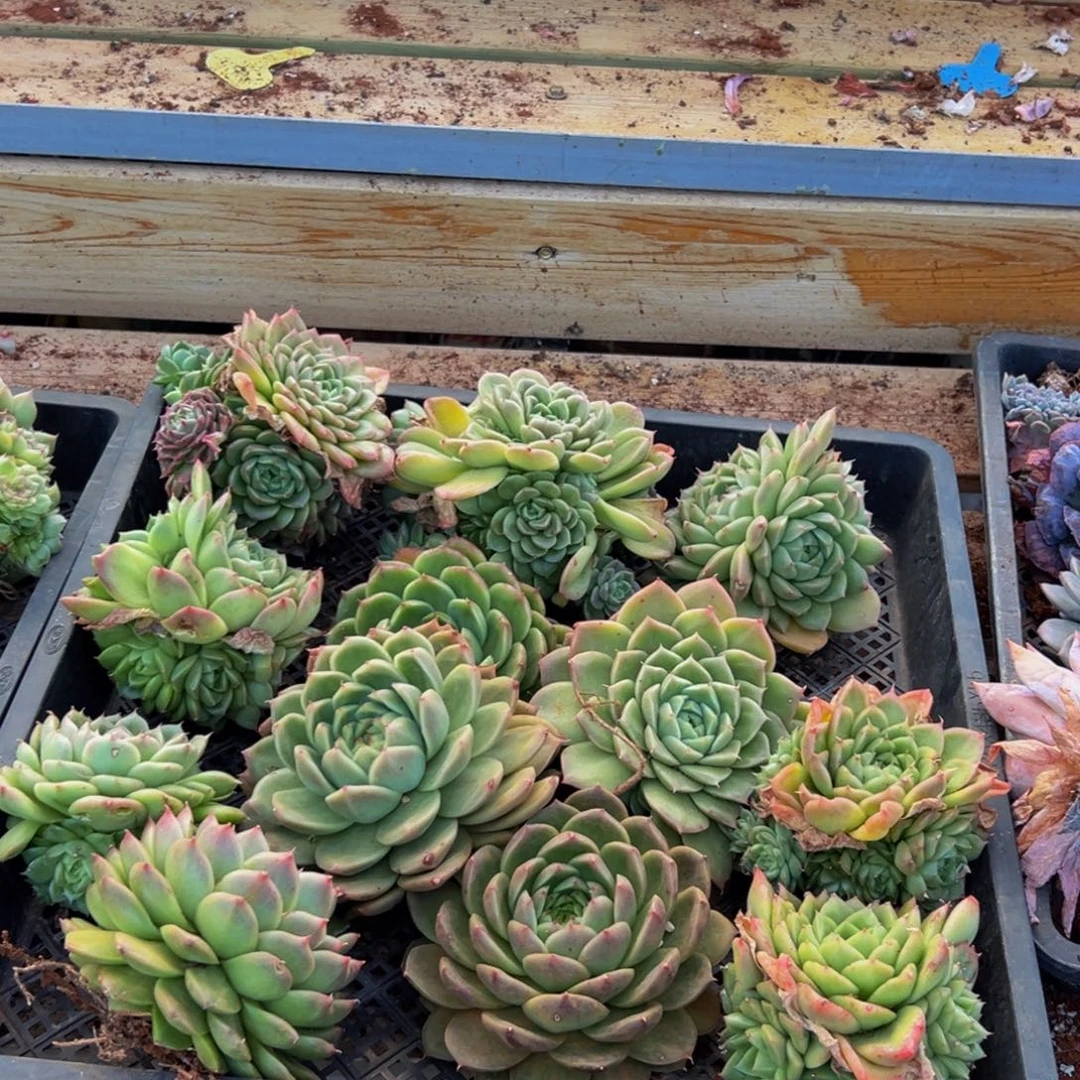 熊***白595多肉葡萄领导人物