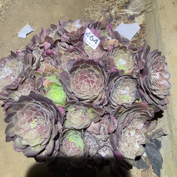 《**》多肉植物法师464花月夜
