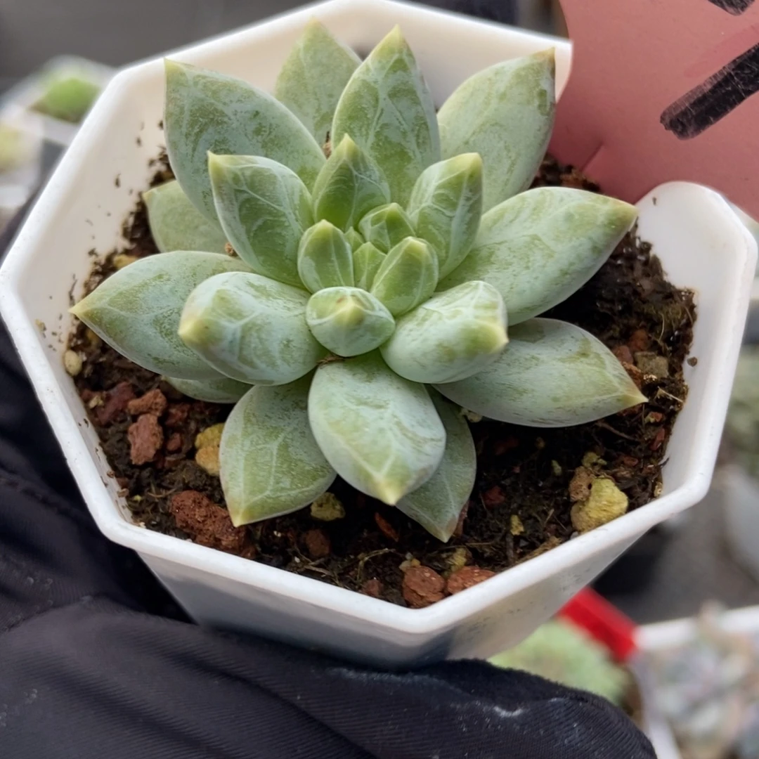 827伊丽莎白多肉植物