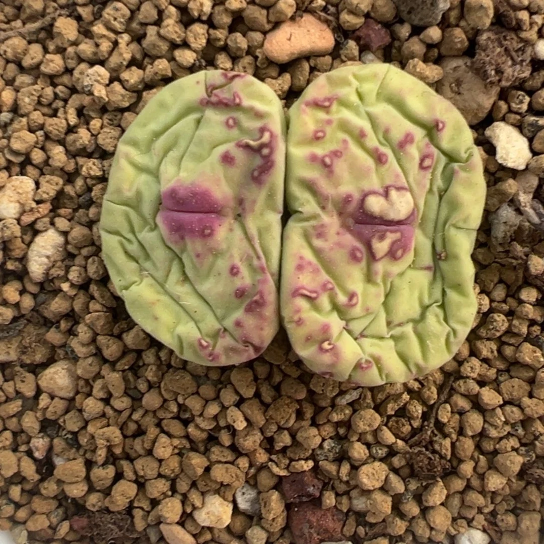 我****恋有伤专拍。