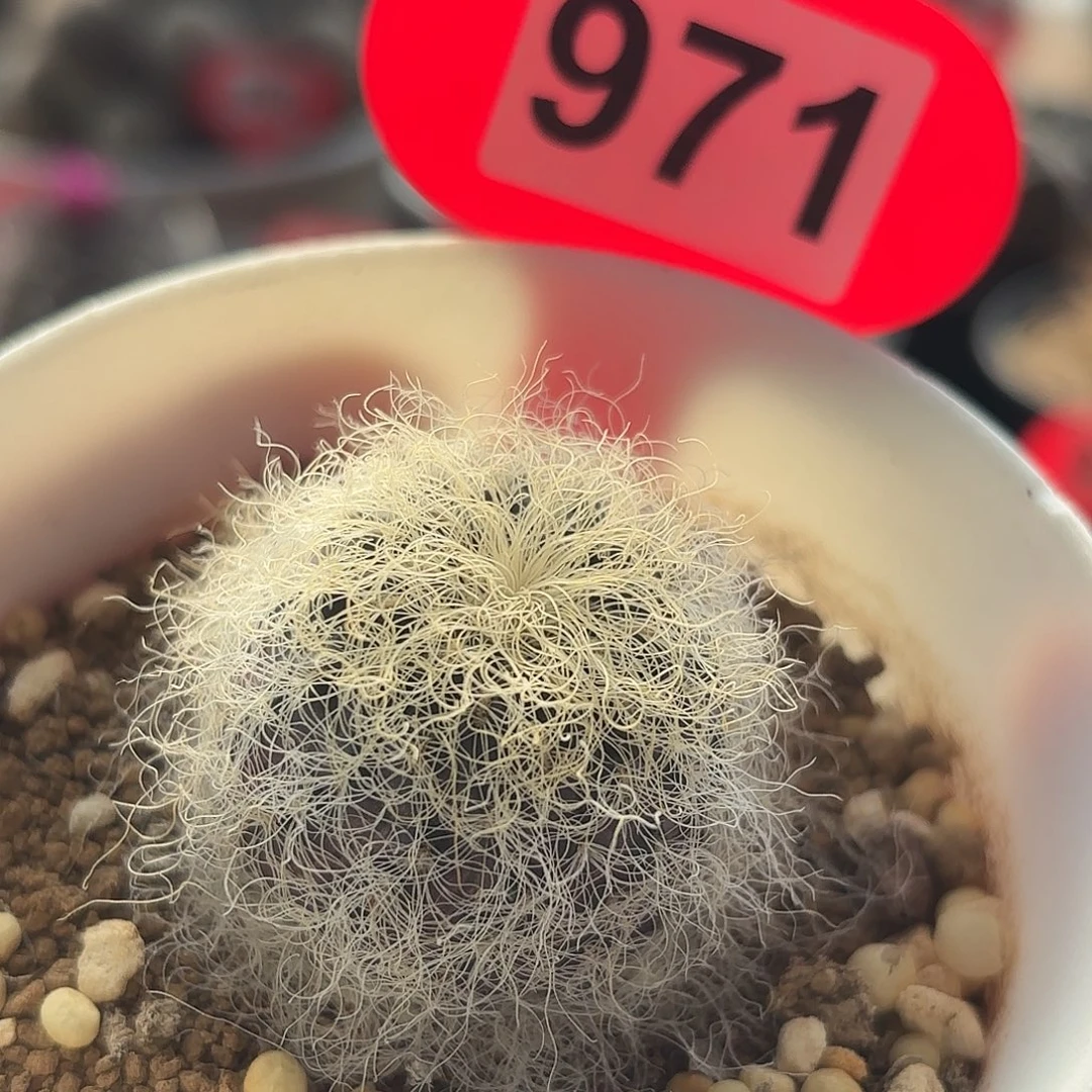 仙人球实生圣丽斯