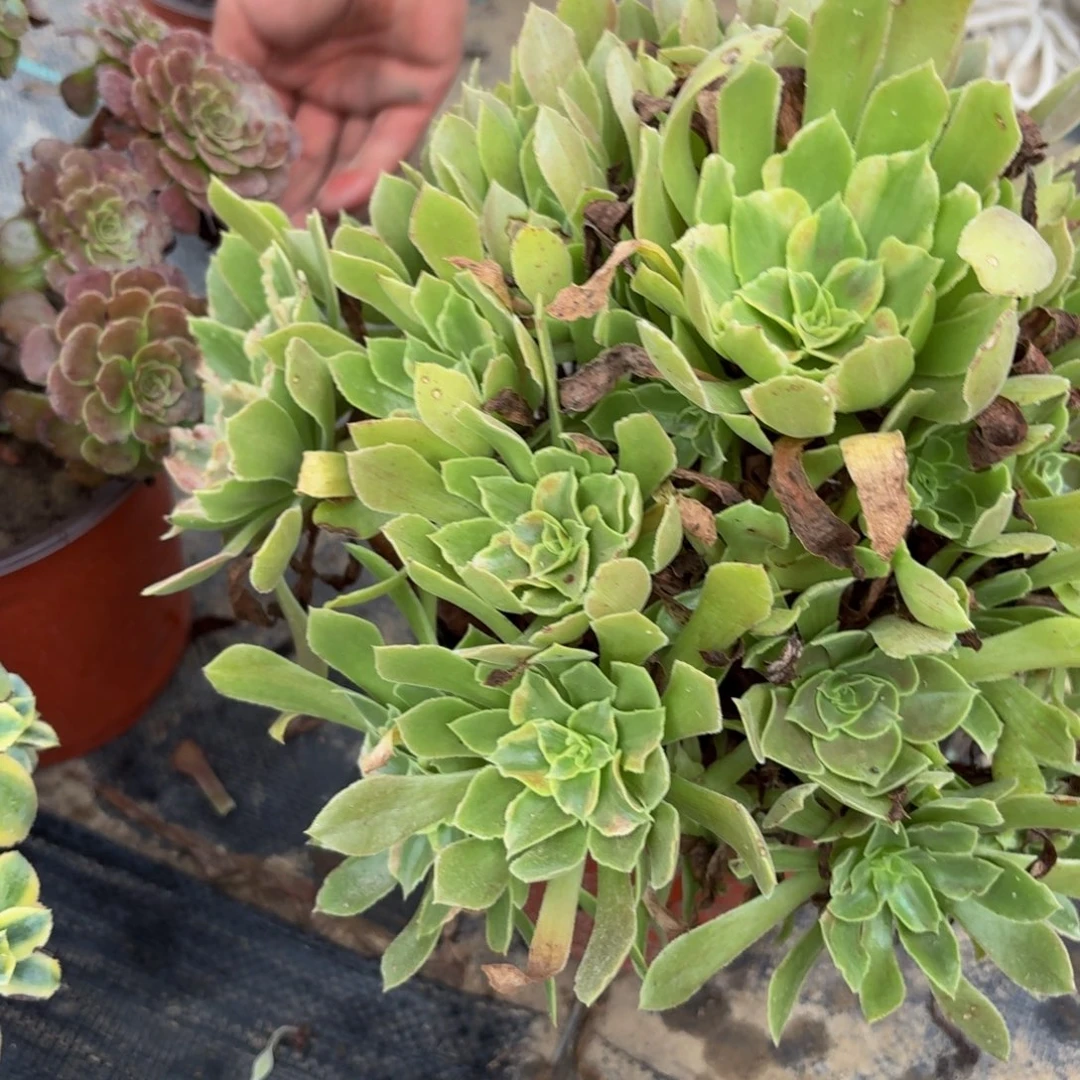 815多肉植物捧花的