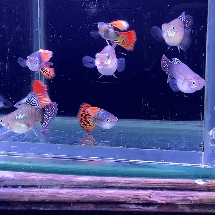 孔雀鱼龙鳞球4对孔雀