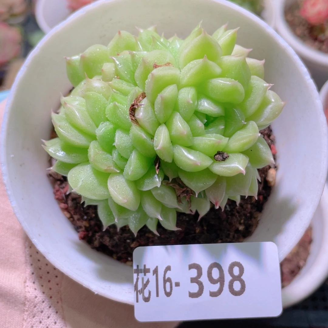花利美16-398麦秆