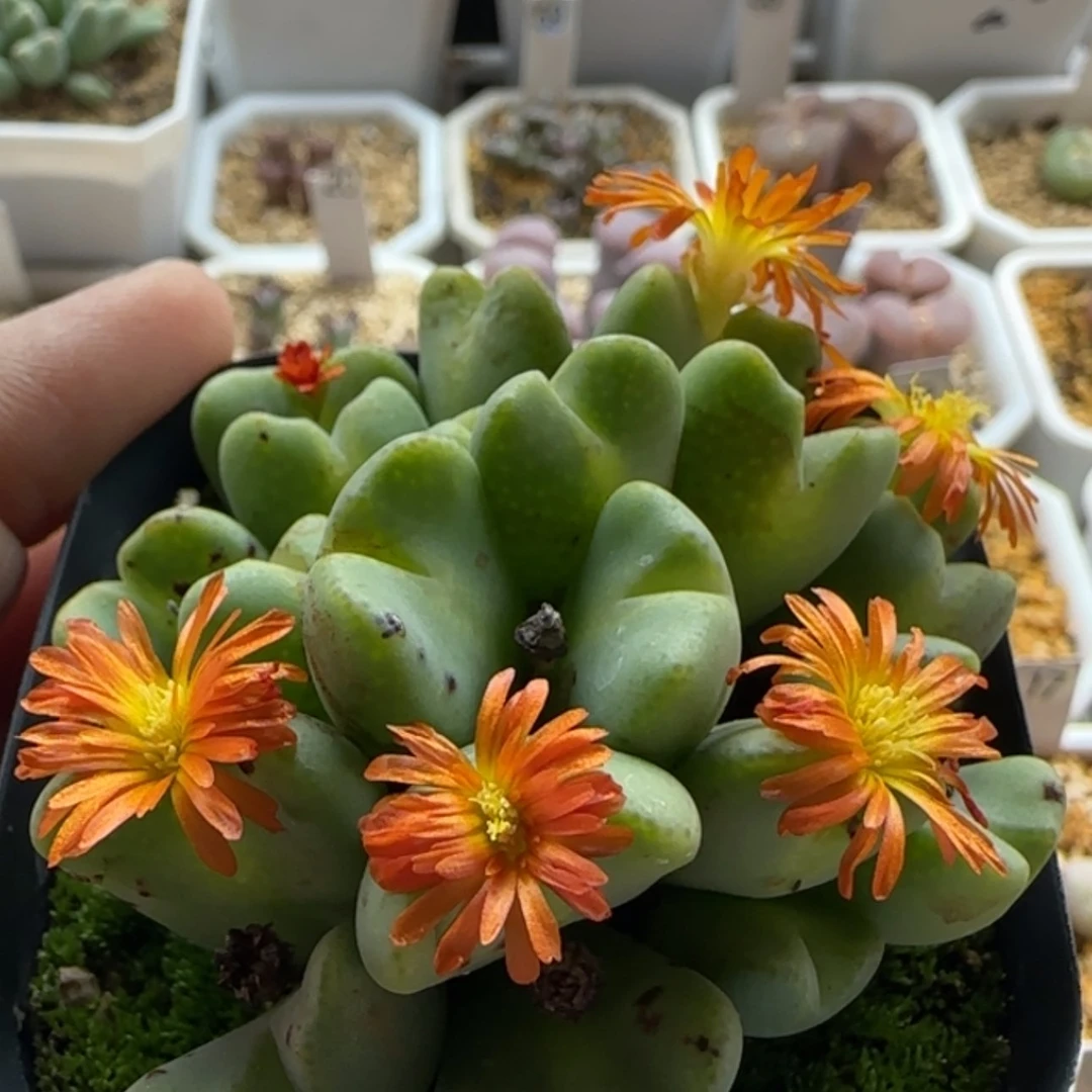 【闪购商品】20892