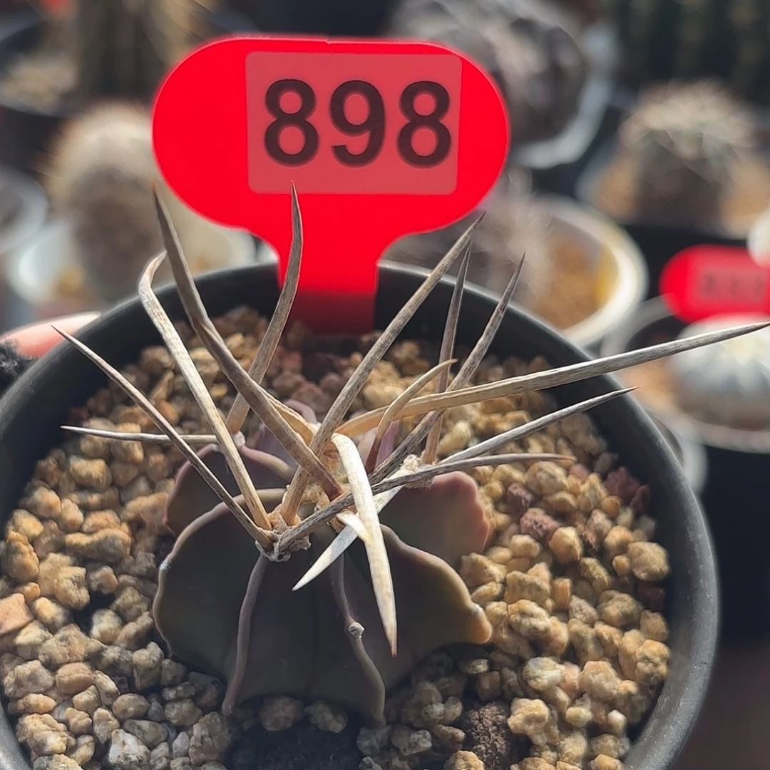 仙人球实生水牛角