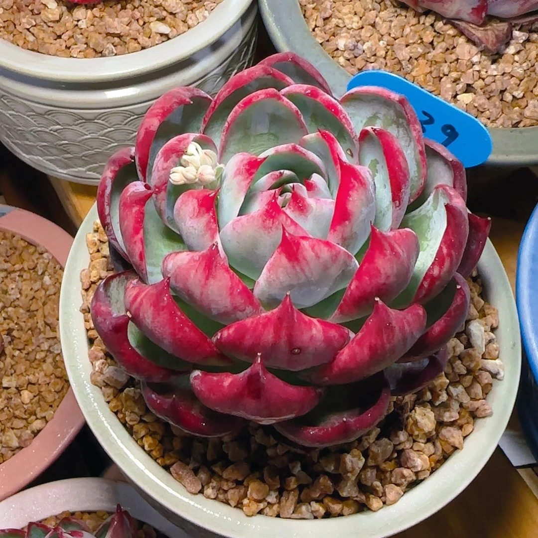 惊鸿仙子一物一拍2039号