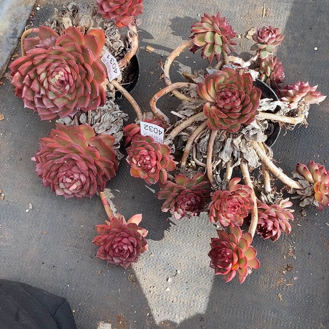 小***y4031，4032散群掉头不售后