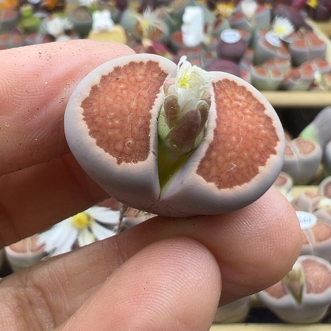 1661炸了1111111111111