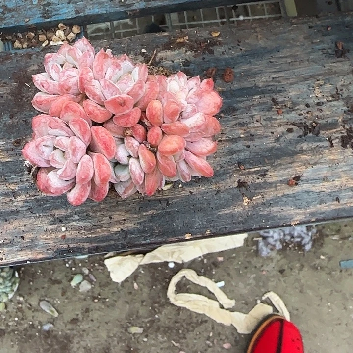 青蛙王子儿童牙膏套装11