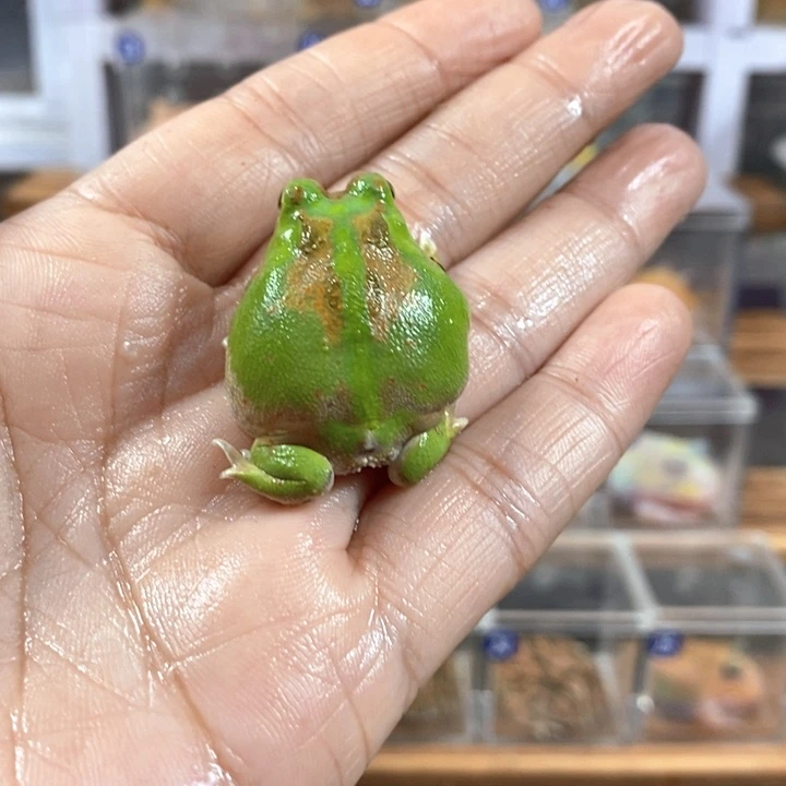 ****三角蛙500号微瑕疵波子角蛙