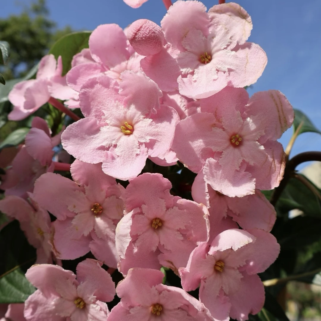 滇丁香盆栽爆花强耐热耐晒花卉庭院阳台新手易养护