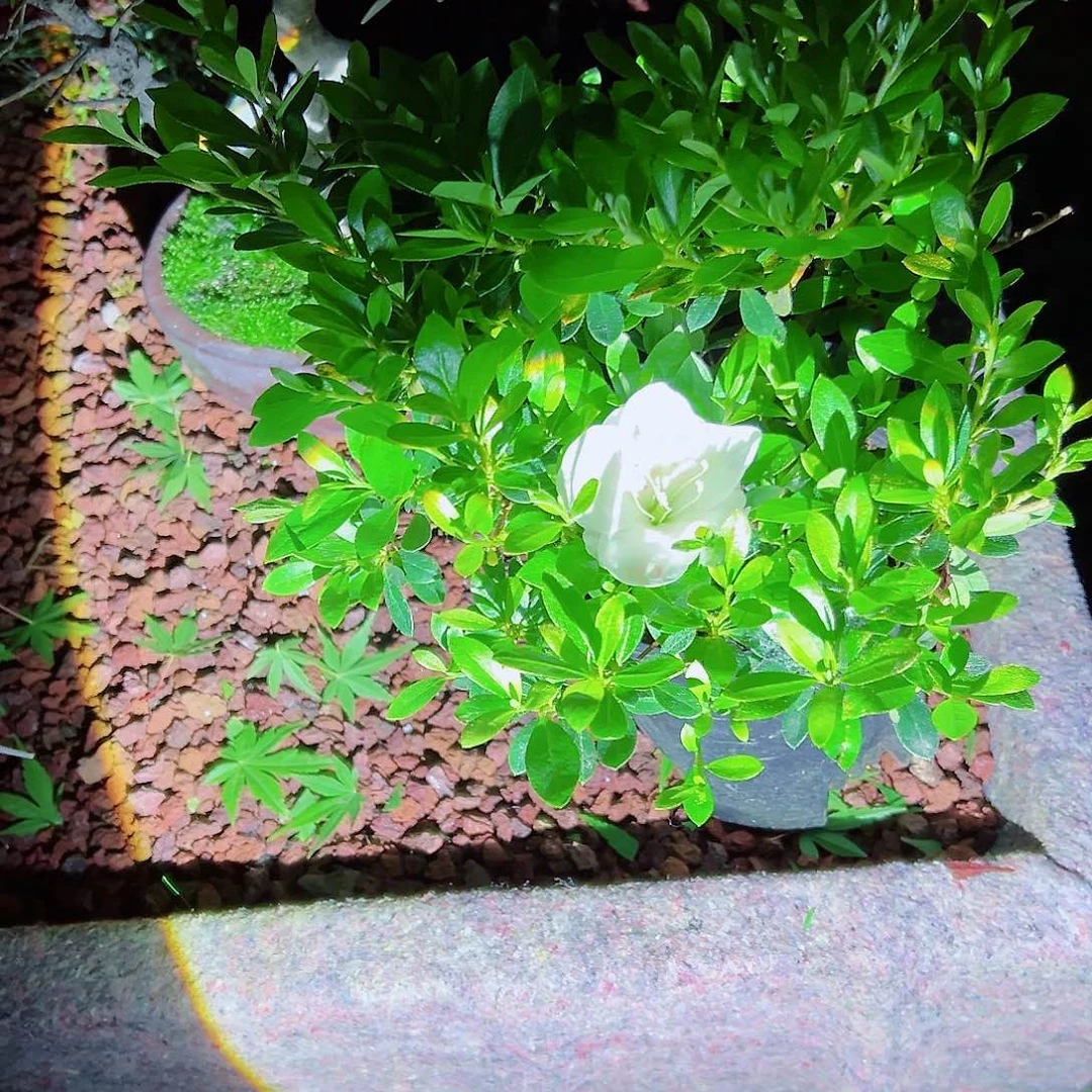 无花朵美**丽盆景皋月杜鹃樱荣6844