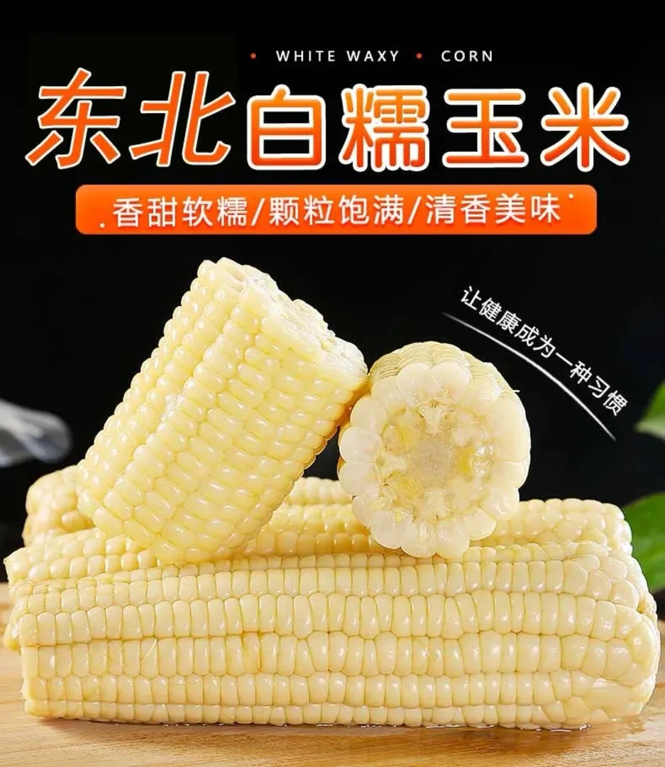 【到手5斤】25年东北白糯玉米软糯香甜单果300-350克试吃3根