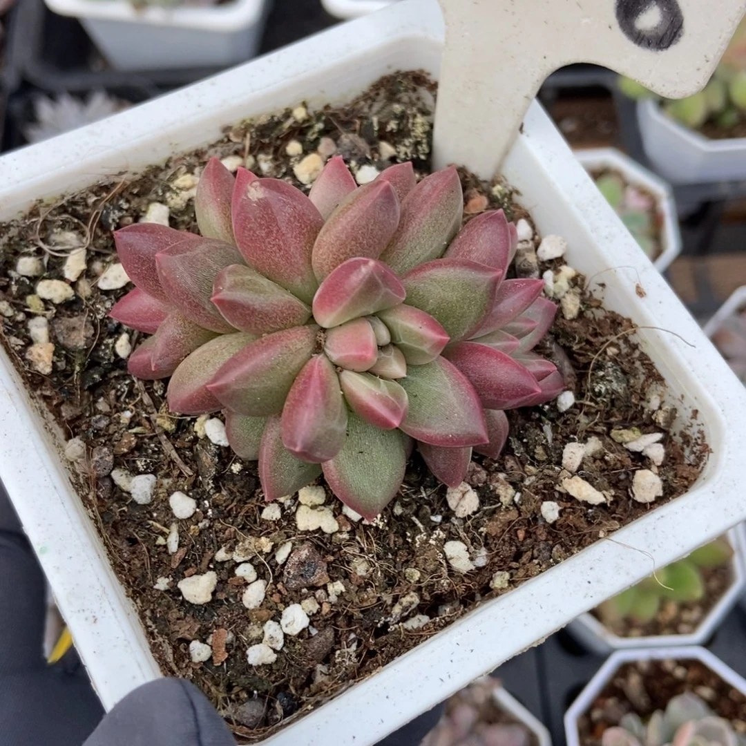 2028迷雾泡泡多肉植物